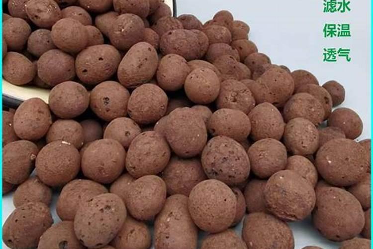 兰花的养殖方法和注意事项 盆栽