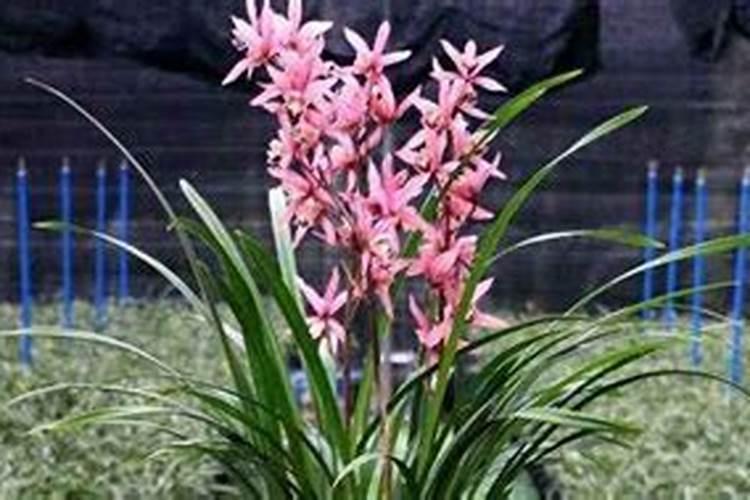 墨兰施什么肥料,墨兰什么时候可以施肥