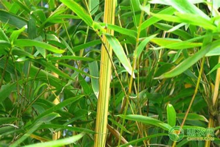 盆栽竹子叶子黄了怎么办
