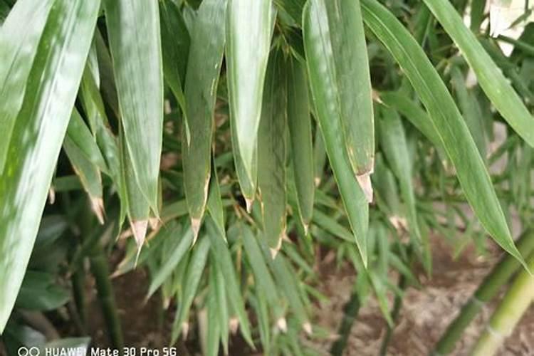 竹子需要什么肥料和营养