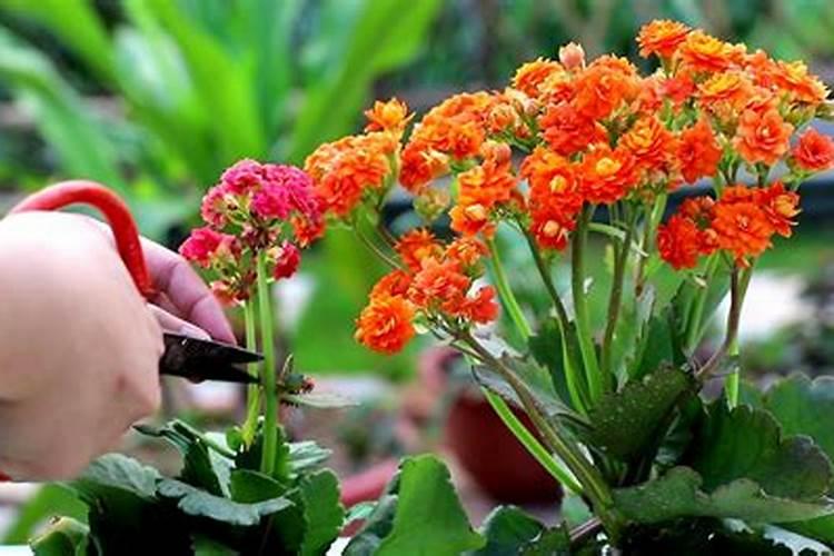 长寿花养殖方法及浇水