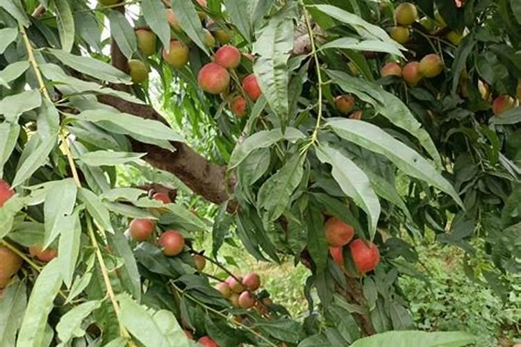 磷肥利用率低的原因