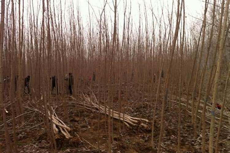 速生杨什么时候喷施叶面肥最好？