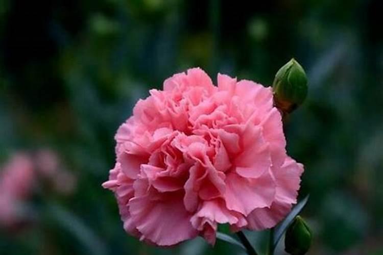 康乃馨施什么肥好