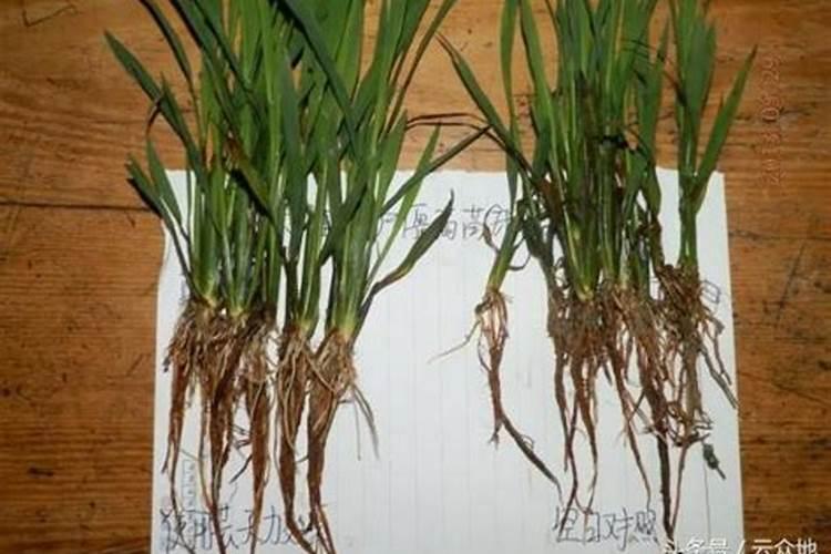 芸苔素内酯水稻使用量