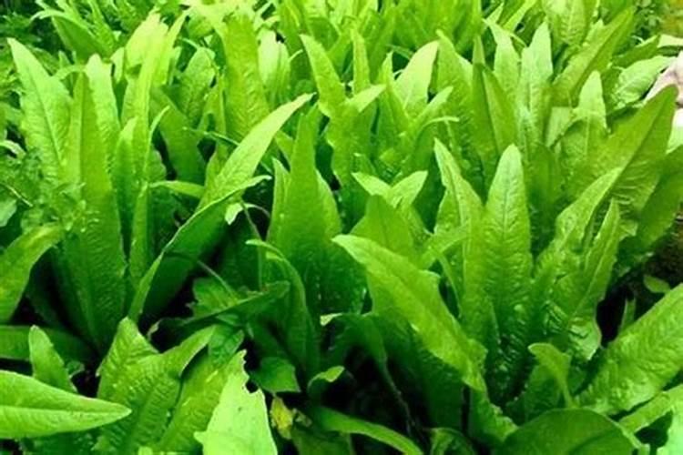 哪种叶面肥能让叶子又肥又大