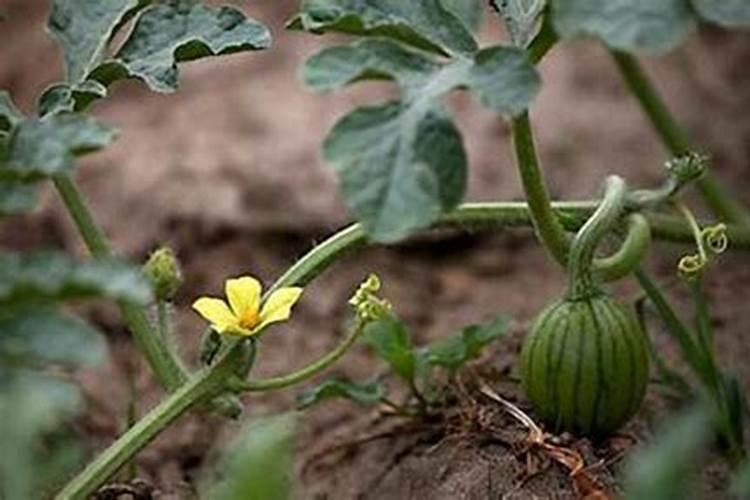 稀硝酸是什么？不溶于稀硝酸是什么意思？