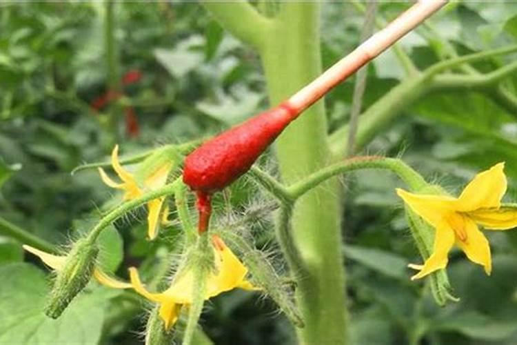 越夏温度高番茄坐不住果,到底该怎么点花？花期怎么管理
