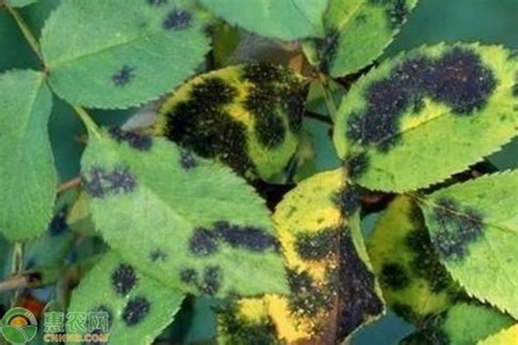 核桃树褐斑病用哪种杀菌剂好