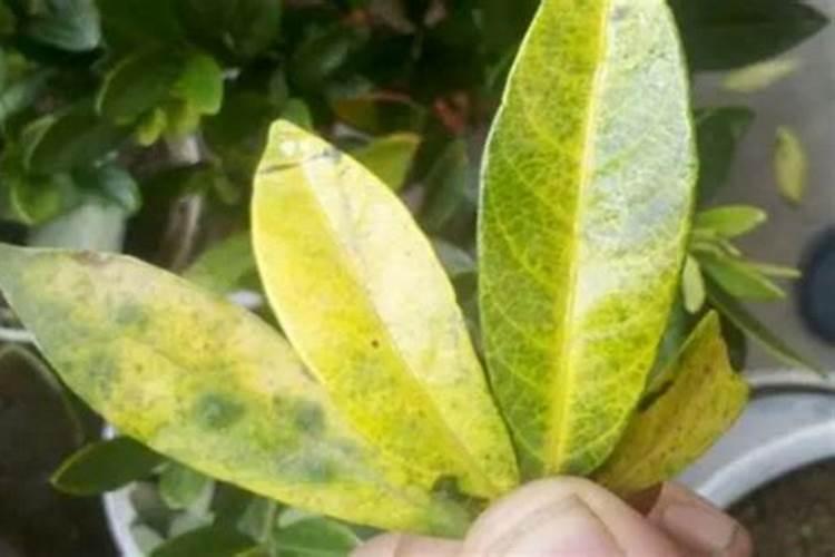 请问一下,桔子树像这种样是什么病用点什么药？