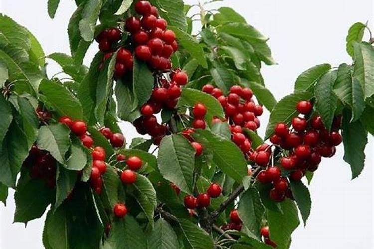 车厘子需要用哪种肥料增甜？什么时间段施肥？