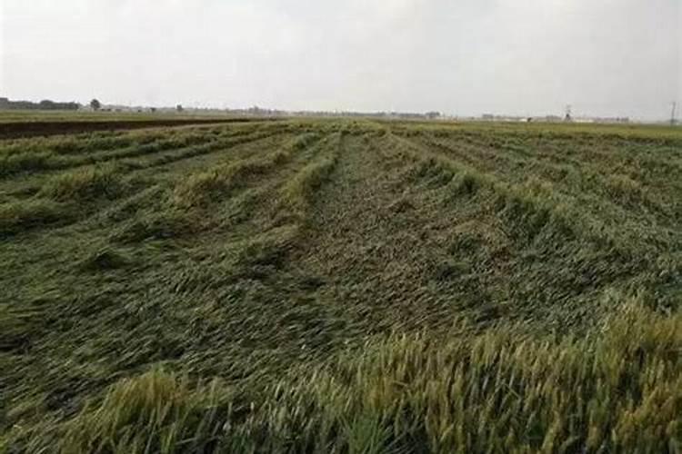 空心菜叶子发黄还能吃吗