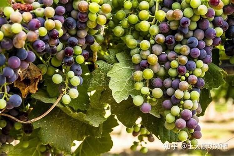 菠菜种植10大忌