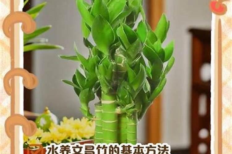 水竹施什么肥料