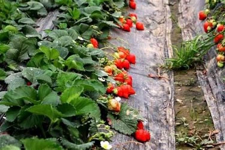 草莓怎么施肥和浇水