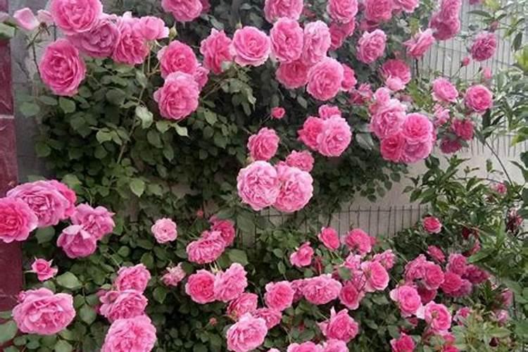 藤本月季不开花怎么办,补充光照追施磷钾肥