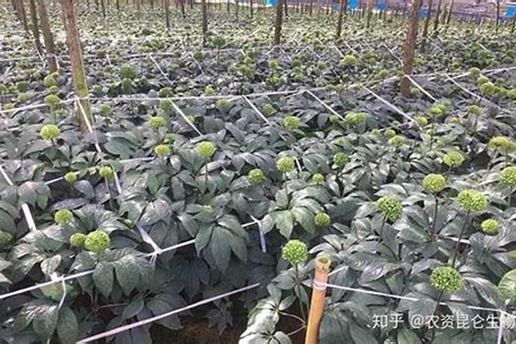 变废为宝好处多.(1)秸秆再生利用①我市一企业将秸秆经一系列处理开发出...