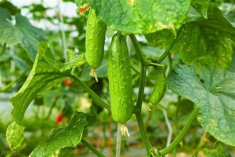 什么肥料可以让叶菜每天长五厘米？