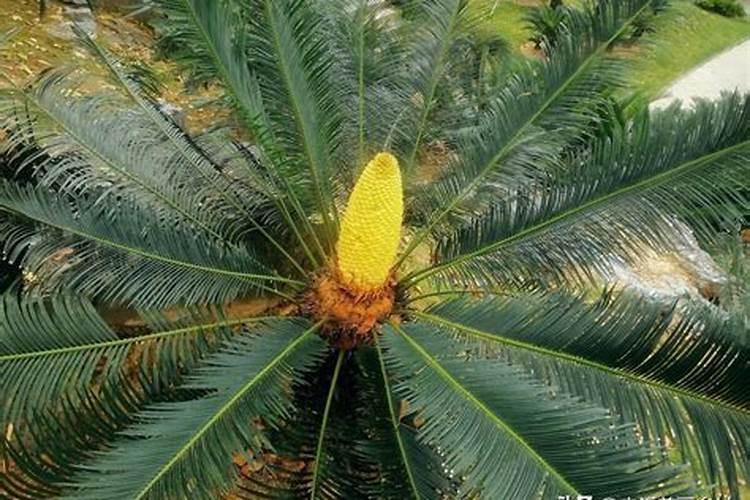 铁树用什么肥料