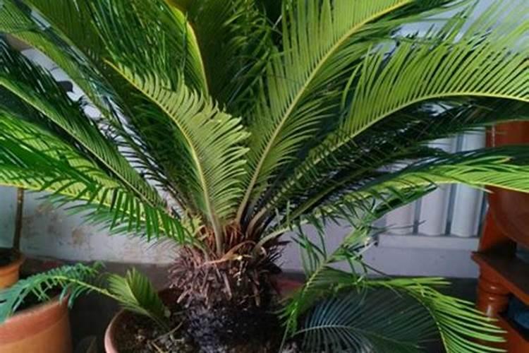 给铁树施肥的注意事项