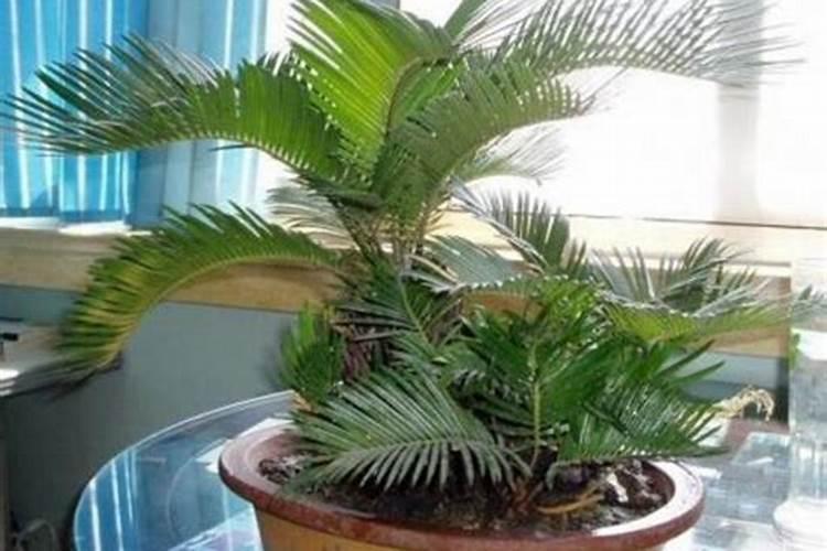 铁树喜欢什么肥