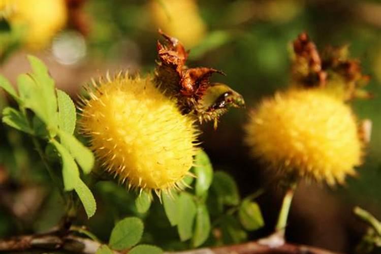 盆栽刺梨换盆时应该怎么施肥？