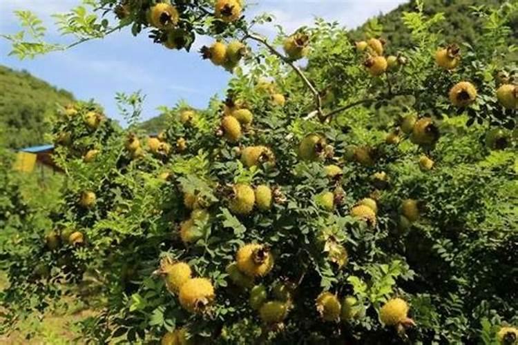 刺梨高产栽培方法