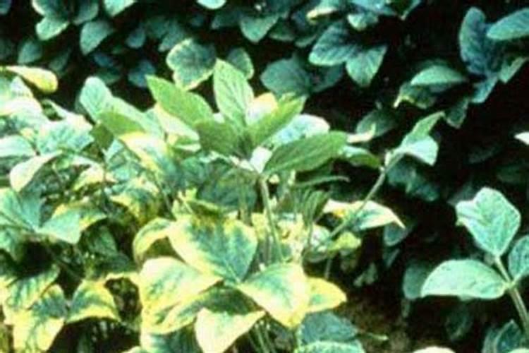 浇花最好的水是什么水;叶片发黄是缺什么肥料