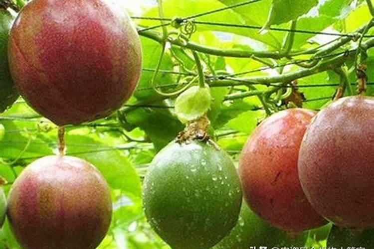 百香果在开花结果期间要施什么肥？