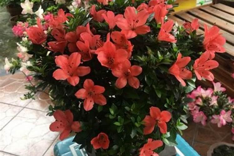 杜鹃花能用骨粉鱼粉做肥料吗