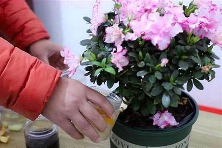 杜鹃花可以叶面喷水吗？