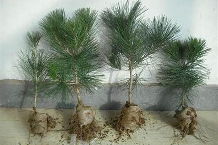 多肉修根后晾几天