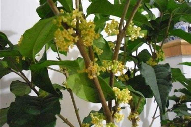 桂花开花快需要施肥吗？什么肥料开花多？