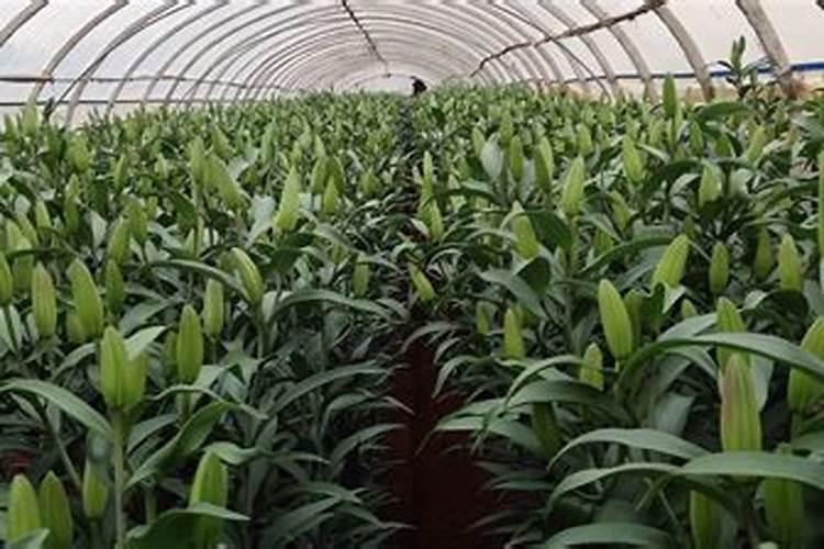 开花期间施什么肥好 开花期间可以施哪些肥