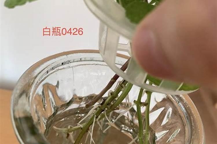 扦插生根剂哪个牌子好