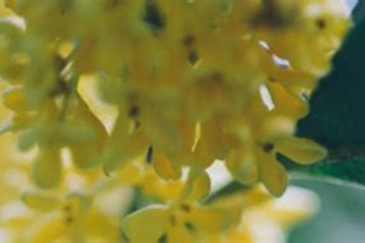 桂花快开花要不要施肥,上什么肥料开花多