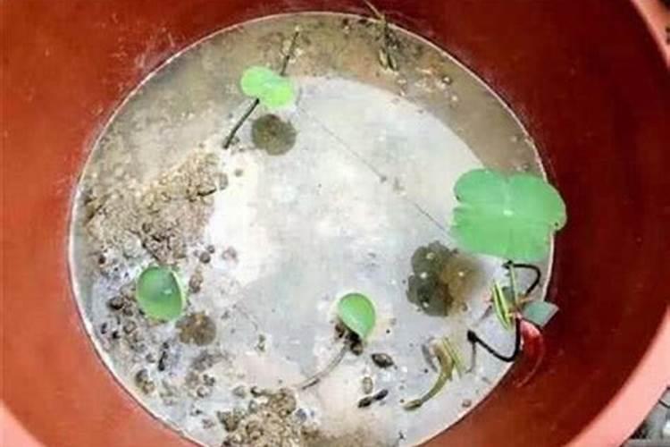 莲藕最爱三种肥料