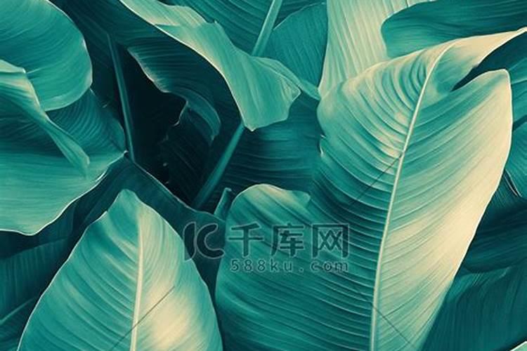 如何种植散尾葵？