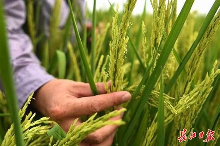 水稻授粉时间,期间能喷杀菌剂吗