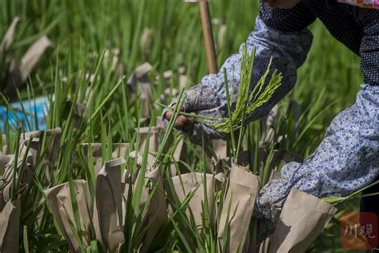 水稻在扬花期能打敌敌畏吗？