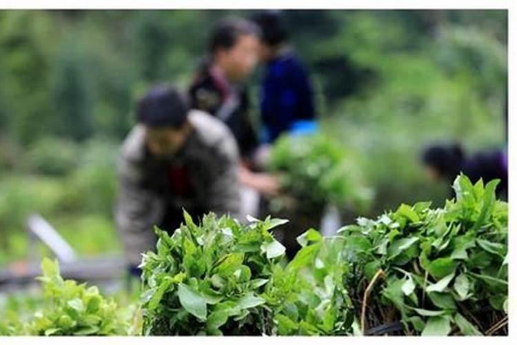 板蓝根种植技术是什么