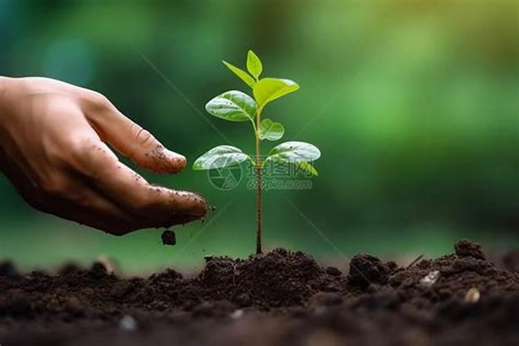 菠萝蜜需要浇水吗