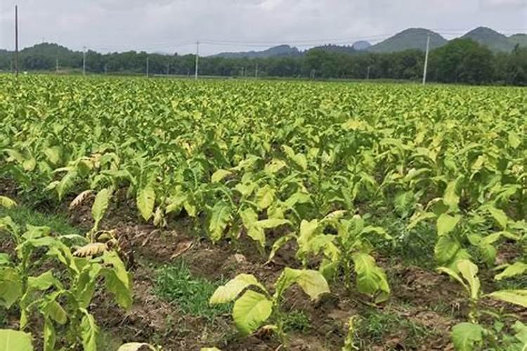 烤烟施肥培土后浇水对烤烟有危害吗会有肥害吗？