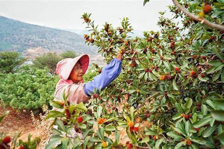 肚胀吃什么水果好