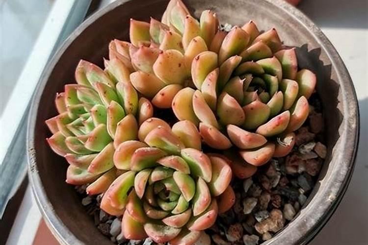 黄瓜的栽种方法黄瓜秧需要去叉吗