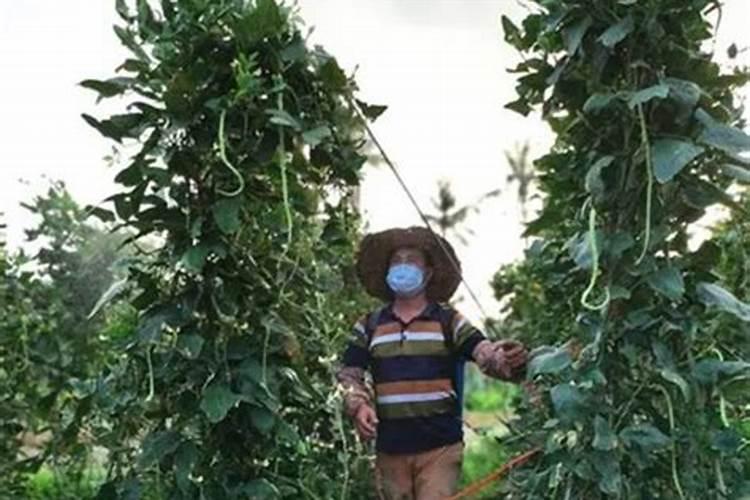 种豆角的方法和步骤