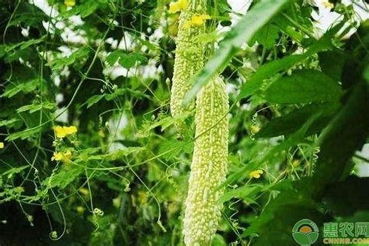 苦瓜开花期的管理