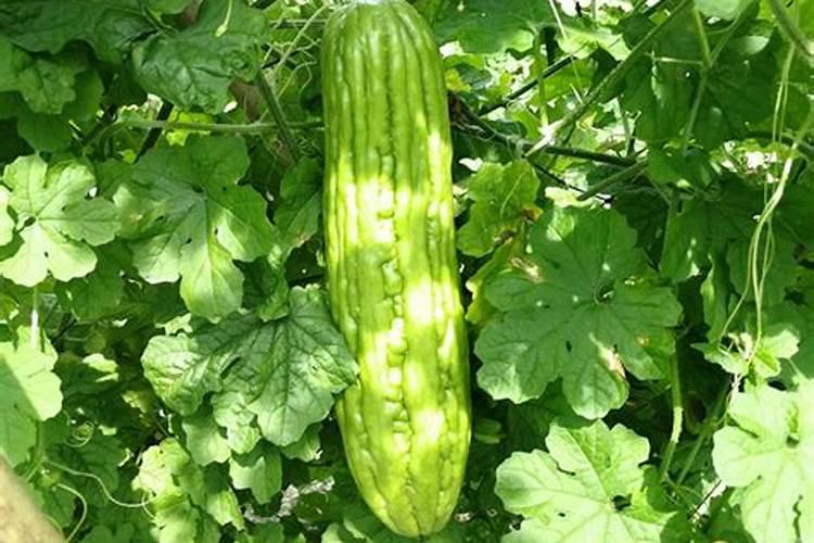 苦瓜开花后怎么养好 苦瓜开花期如何提高座果率