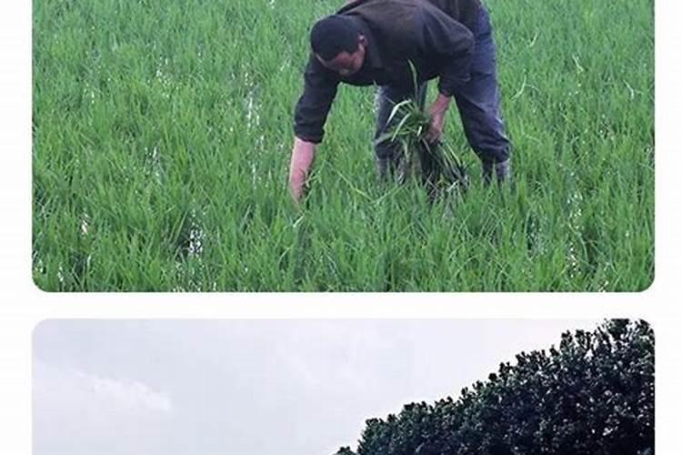 水稻什么时间施肥最好