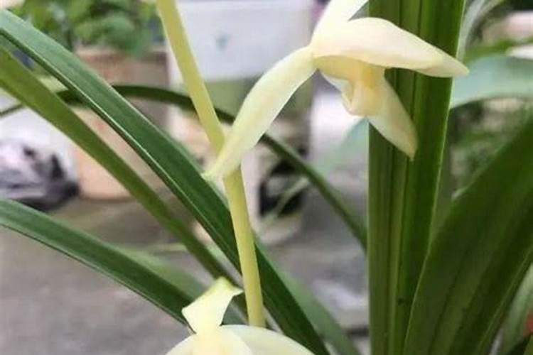 繁星花是多年生还是一年生